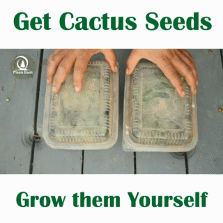 Get Cactus Seeds, Grow them Yourself