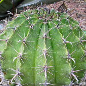 ferocactus horridus