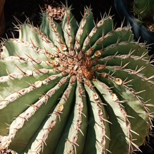 ferocactus pottsii
