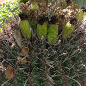 ferocactus wislizeni