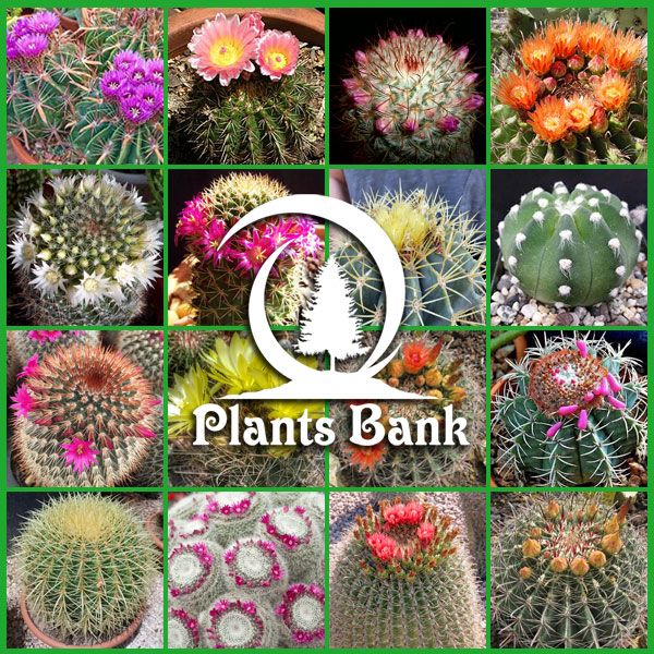 Over 40 Varieties of Cactus Seeds - 2500 Seeds - Free Shipping